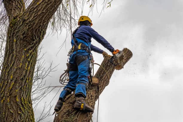 Midwest Tree Surgeons