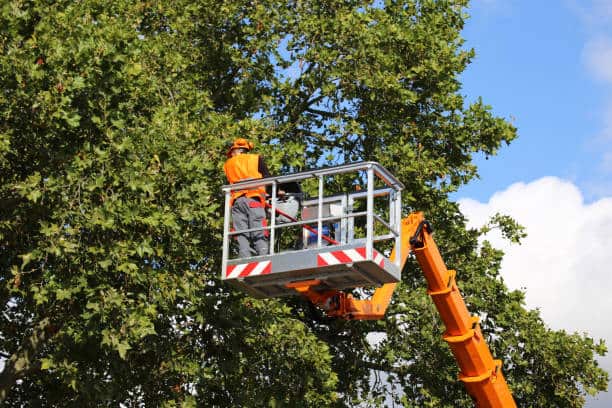 Reliable Tree Service